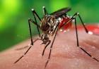 Primera muerte por dengue en la ciudad de Santa Fe