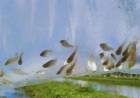 Invasión de mosquitos: proponen cultivar peces y camarones para controlar las poblaciones de estos insectos