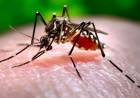 Informe por dengue en Santa Fe: más de 7.000 casos, el 70% en la zona de Rosario