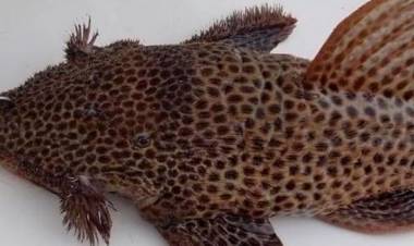 Capturan raro pez en el río Paraná que es poco frecuente pescar con caña: las fotos