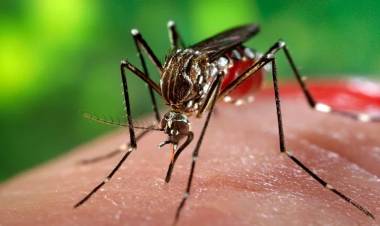 Primera muerte por dengue en la ciudad de Santa Fe