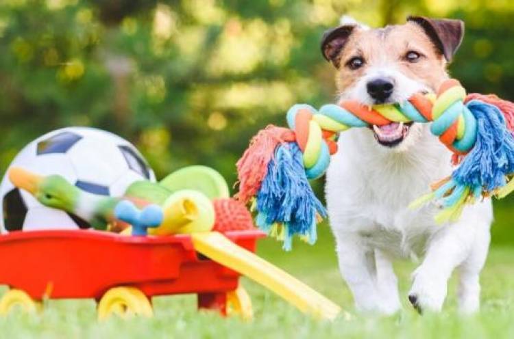 Cinco juguetes caseros para que puedas jugar con tu perro