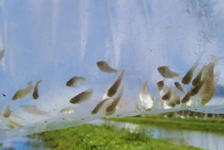 Invasión de mosquitos: proponen cultivar peces y camarones para controlar las poblaciones de estos insectos