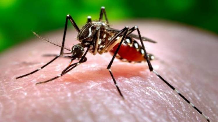 Informe por dengue en Santa Fe: más de 7.000 casos, el 70% en la zona de Rosario